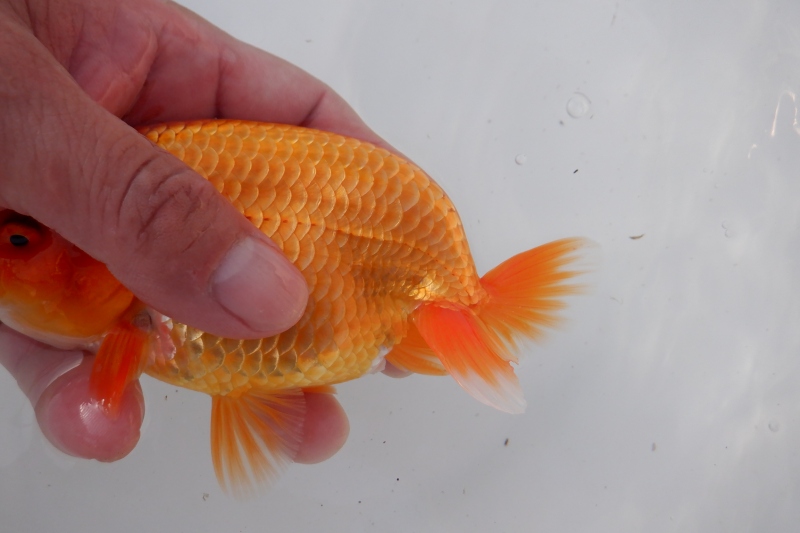 【らんちゅう当歳魚】723ありがとうございました。