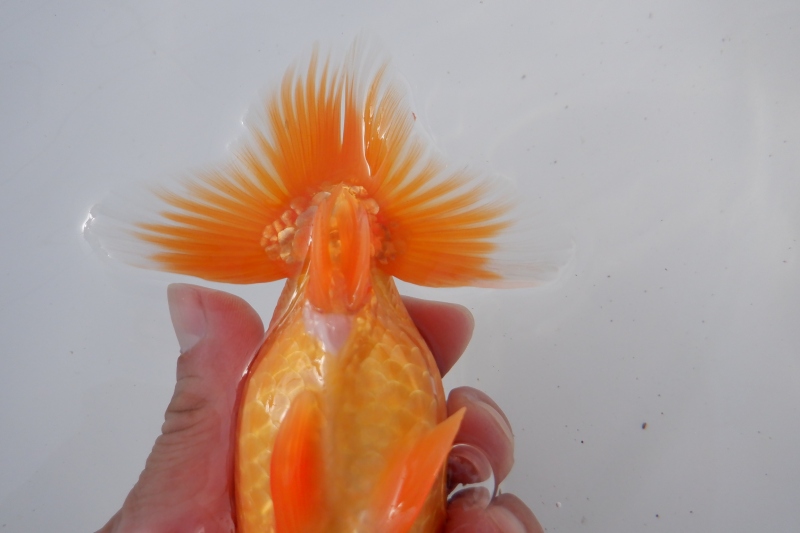 【らんちゅう当歳魚】723ありがとうございました。