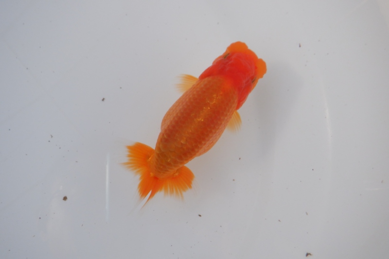 【らんちゅう当歳魚】727ありがとうございました。