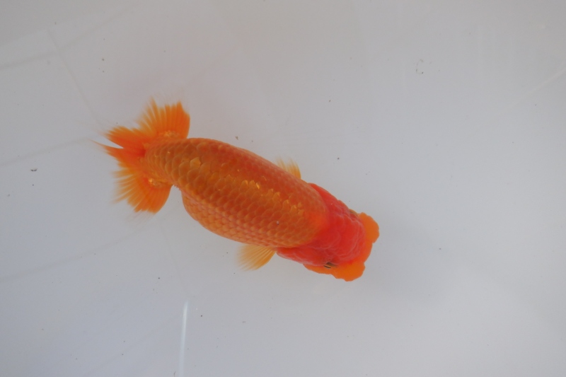 【らんちゅう当歳魚】727ありがとうございました。