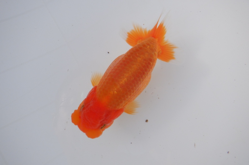 【らんちゅう当歳魚】727ありがとうございました。