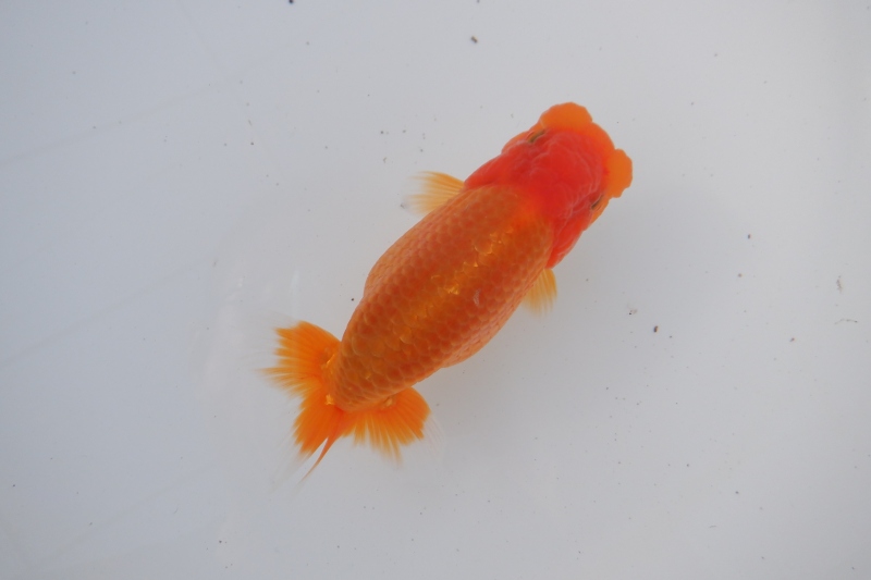 【らんちゅう当歳魚】727ありがとうございました。