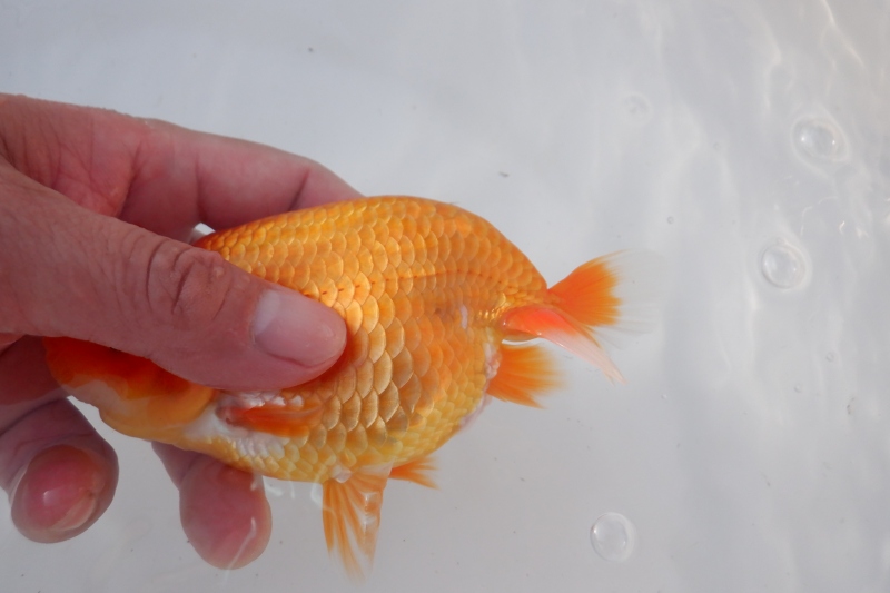 【らんちゅう当歳魚】727ありがとうございました。