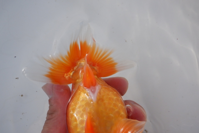 【らんちゅう当歳魚】727ありがとうございました。