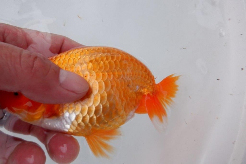 【らんちゅう当歳魚】金城会　東勧進元
