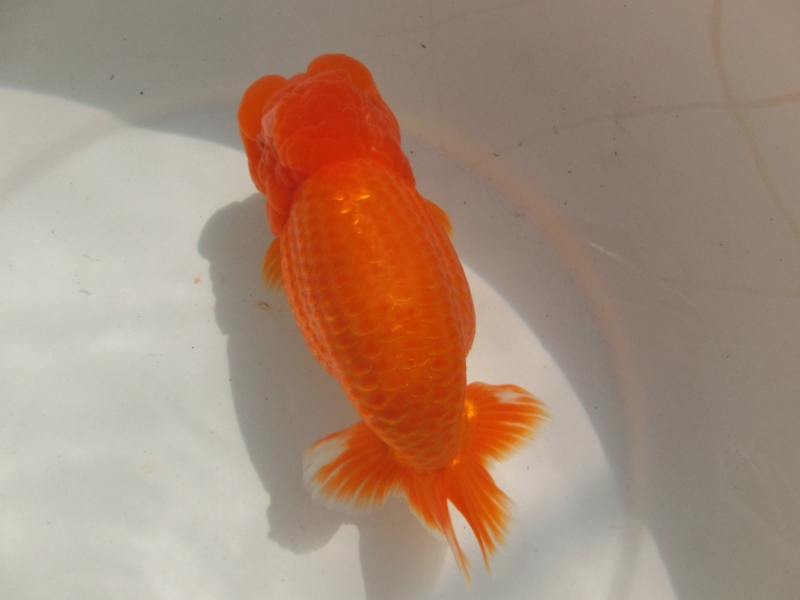 【らんちゅう親魚】知多昇らん会　西取締