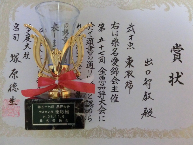 【らんちゅう親魚】知多昇らん会　西取締