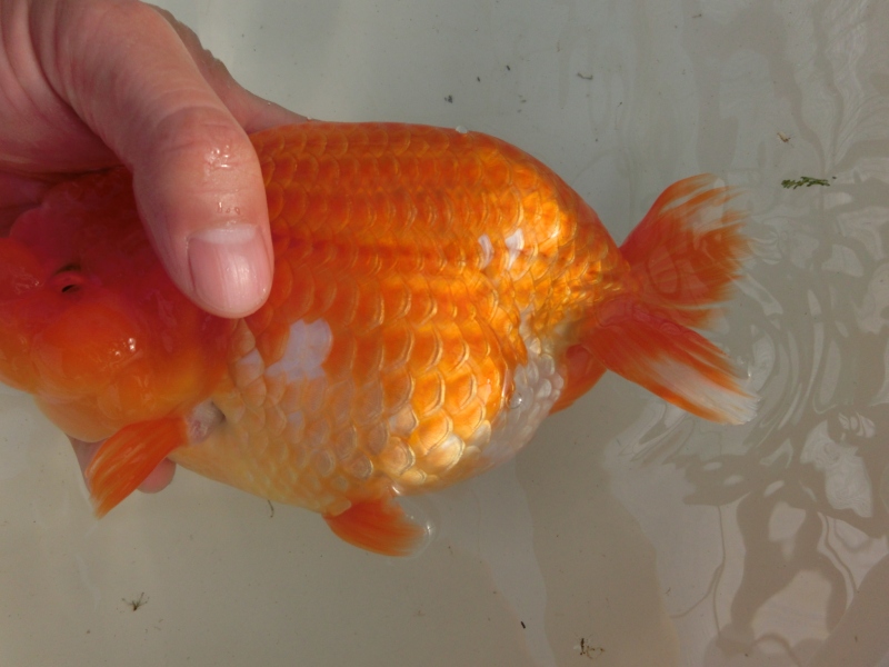 【らんちゅう親魚】知多昇らん会　西取締