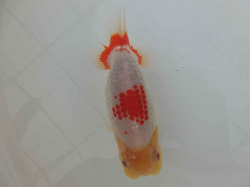【らんちゅう当歳魚】ご注文有難う御座いました。