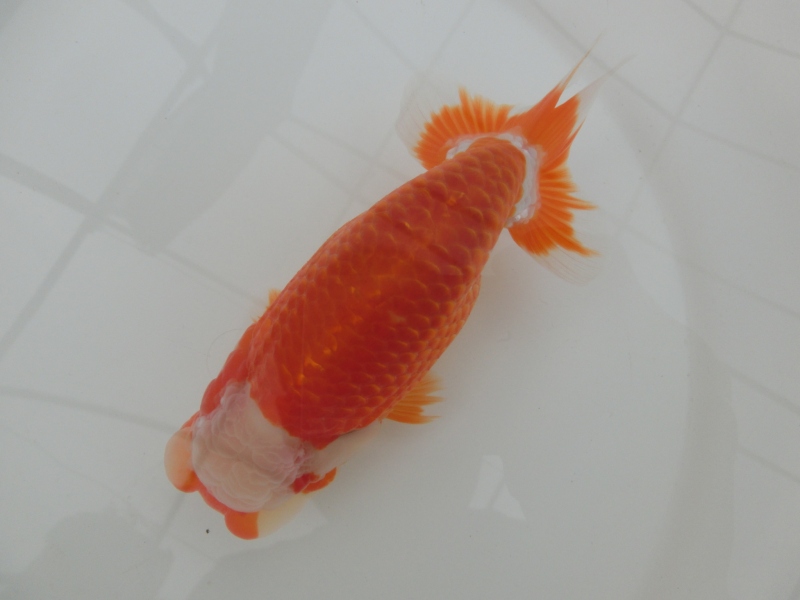 【らんちゅう当歳魚】ご注文有難う御座いました。