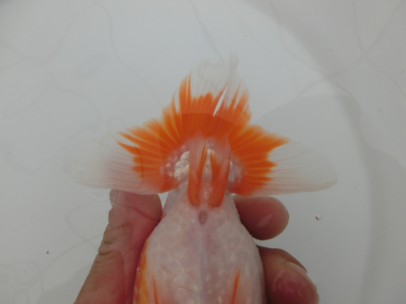 【らんちゅう当歳魚】ご注文有難う御座いました。