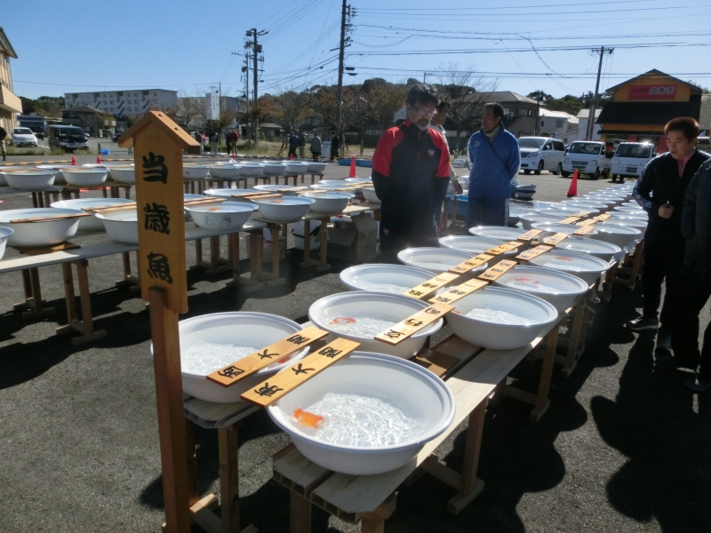 【らんちゅう当歳魚】志摩紅鱗会