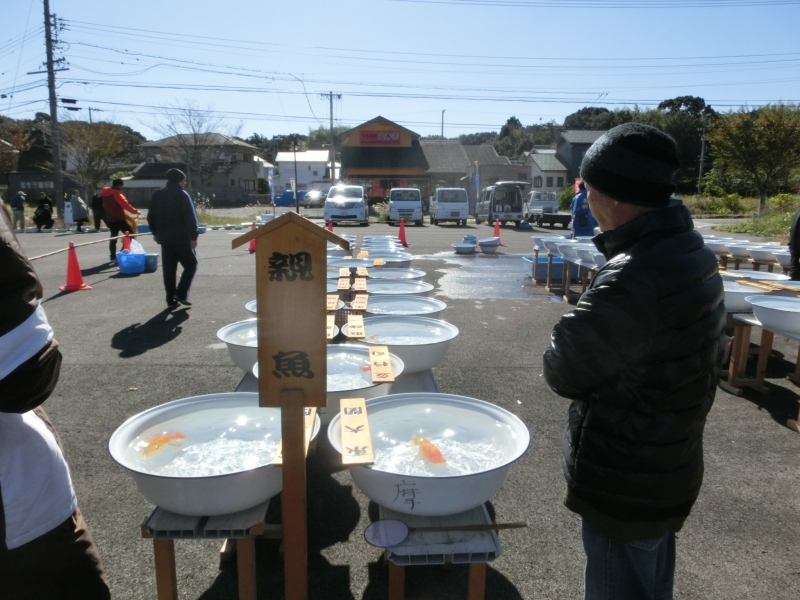 【らんちゅう当歳魚】志摩紅鱗会