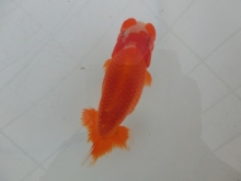 有難うございました。