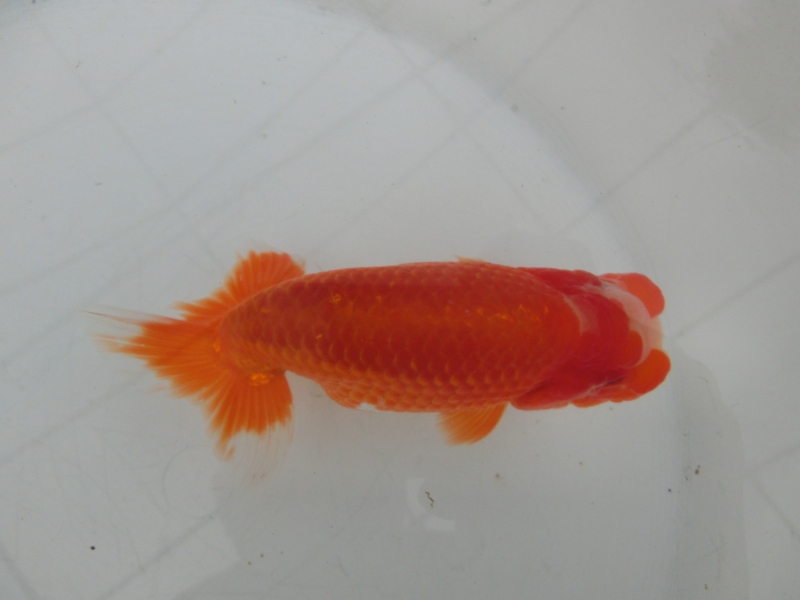 【らんちゅう当歳魚】有難うございました。