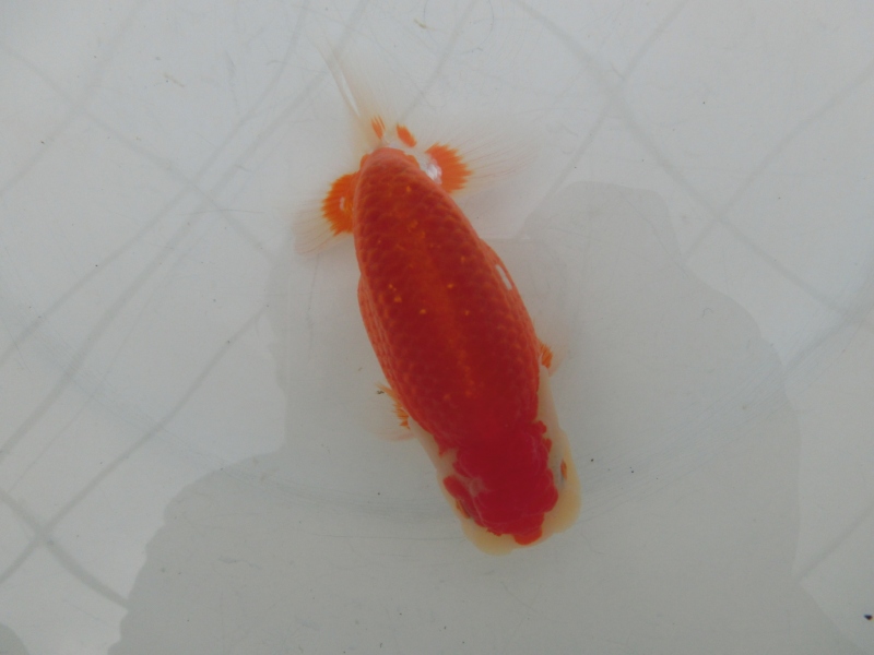 【らんちゅう当歳魚】有難うございました。