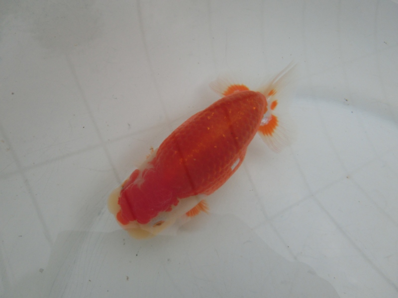 【らんちゅう当歳魚】有難うございました。