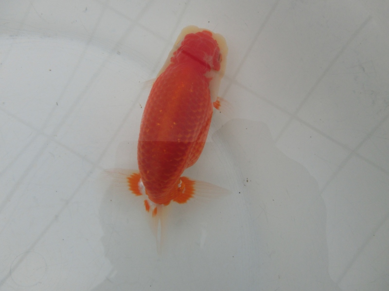 【らんちゅう当歳魚】有難うございました。