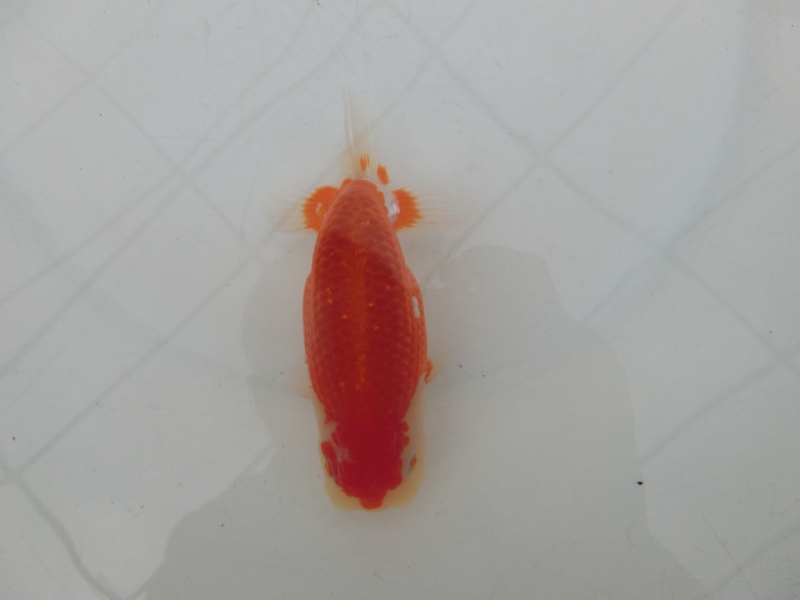 【らんちゅう当歳魚】有難うございました。