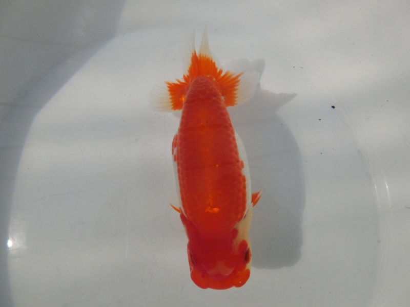 【らんちゅう当歳魚】有難うございました。