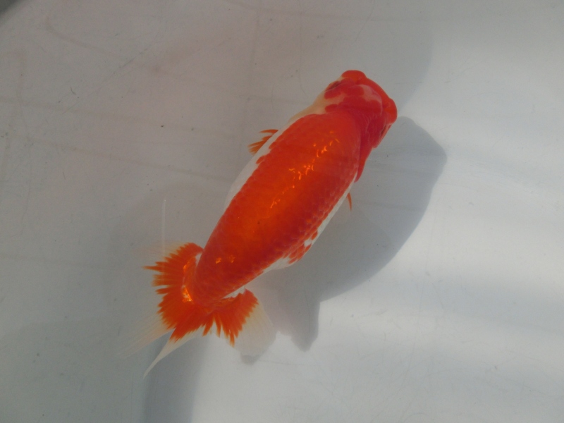 【らんちゅう当歳魚】有難うございました。