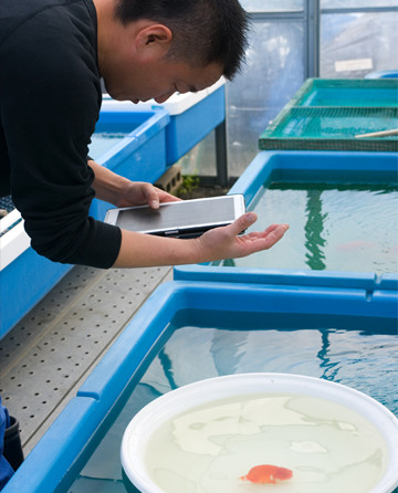 智教らんちゅう養魚場のコンクリートタタキ