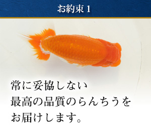 智教らんちう - 逸品らんちゅうを販売しております